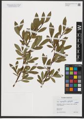 Foto von Salix myrsinifolia Salisb. x Salix phylicifolia L.